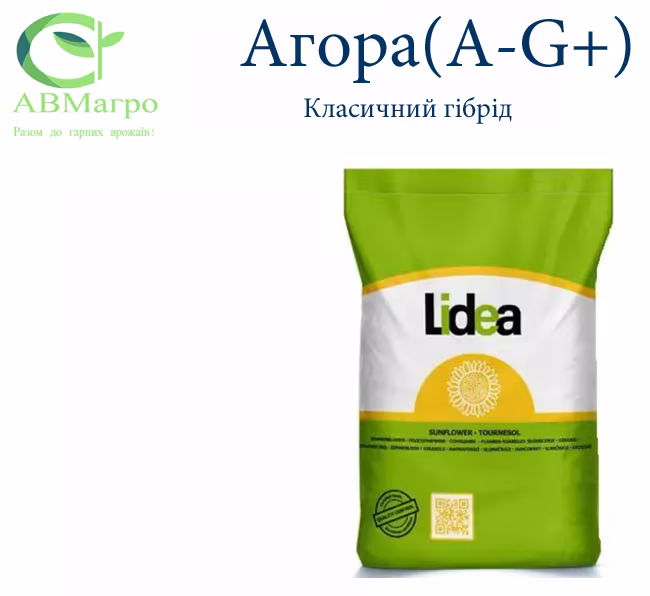 Агора